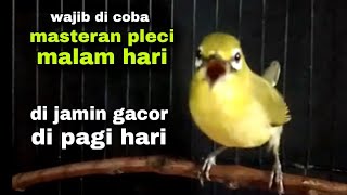 Download lagu Masteran Pleci Malam Hari || Di Jamin Gacor Di Pagi Hari mp3