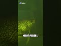 Night Fishing for Crappie  Uncover the Best Spots and Techniques! #like #shark #flexclip