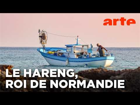 Dans les filets de la Manche, le hareng est roi | Invitation au voyage | ARTE