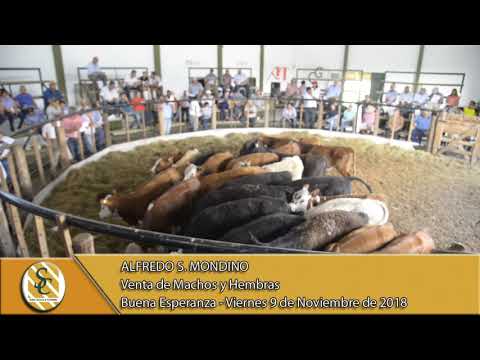 09-11-18 Venta de Machos y Hembras - Alfredo S. Mondino - Buena Esperanza