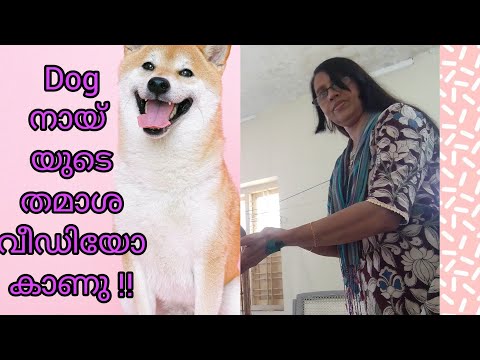 DOG 🐕 Funny video #simply saleema #my idea ||