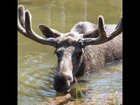 Urlaub in Schweden - Ferienhäuser in Schweden