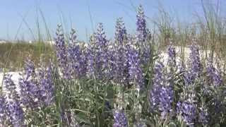Gulf Coast Lupine along South Walton Beaches