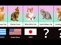 Cat Breeds From Different Countries