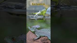 Lagarto Jesucristo🤔⁉️🦎 #lagarto #animales #datoscuriosos #sabiasque #basiliscus #viral #basilisco