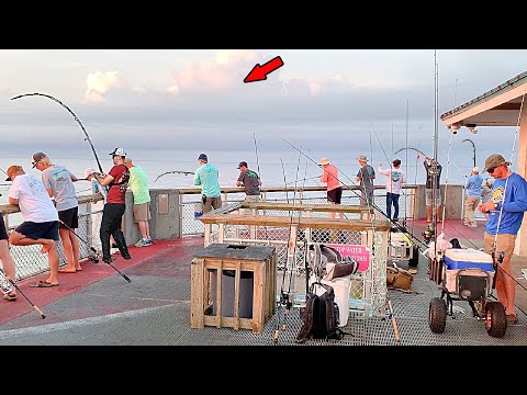 2 Hours of Catching Massive Fish from the Pier!