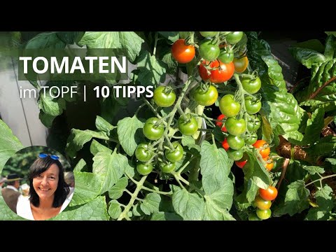 Tomaten im Topf anbauen - die wichtigsten Tipps von der Aussaat bis zur Ernte