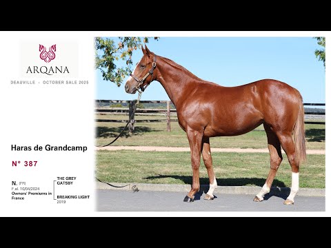 Arqana 2025.10 sale, N° 387, F. / The Grey Gatsby, présentée par le Haras De Grandcamp