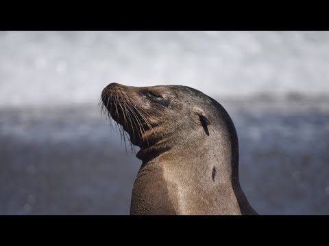 Ilsa Isabela Galapagos Island 🇪🇨
