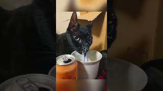 #cat #cute #catvideo #cutecat #funnyvideo