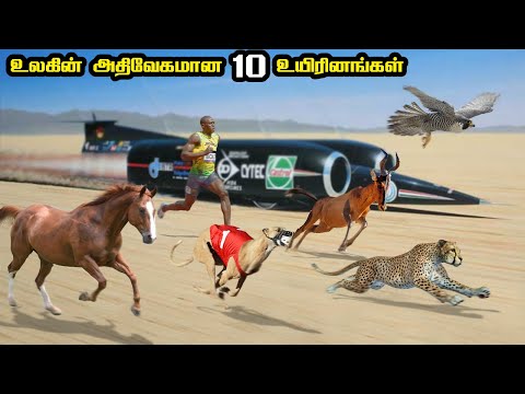 Top 10 Fastest Animals in Tamil | The 10 Fastest Animals in the World | Savage Point