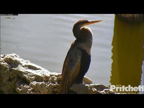 SWFL Eagles ~ Female Anhinga At Pond ~ E's Wing Stretches, Wingers & Moving Sticks 2.14.19