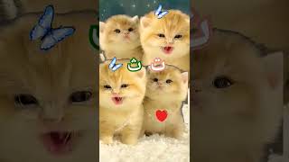 Download lagu Alif un ba ta un sa😍🤩😘💖💖💖💖💖💖♥️♥️♥️love this cat😿😿 #cute #kitten #catlover mp3