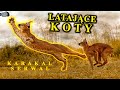 Flying Cats Karakal Vs Serwal Masters Of Aerial Hunting