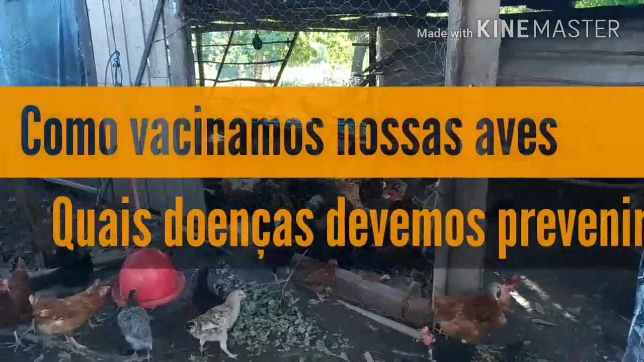 Como vacinar suas aves, quais vacinas dar, qual procedimento, qual o período certo | Criatório Neves