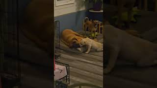 Video preview image #1 Golden Retriever-Unknown Mix Puppy For Sale in Pottstown, PA, USA