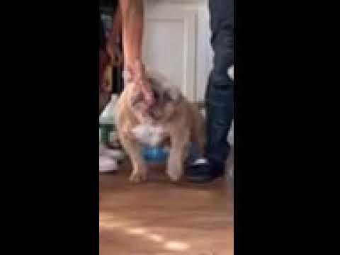 Ready for STUD FEE CHAPO