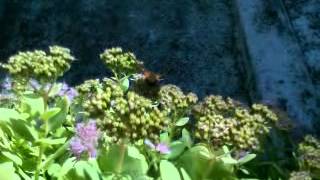 Pale Saints - Kinky Love