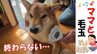 今日はママのブラッシングだ #柴犬 #犬のいる暮らし #shibainu