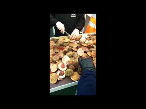 Breidafjördur Fjord Boat Tour