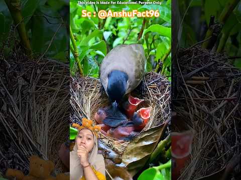 Induk Burung Rela Kehujanan Demi Anaknya! 🥹 AnshuFact96