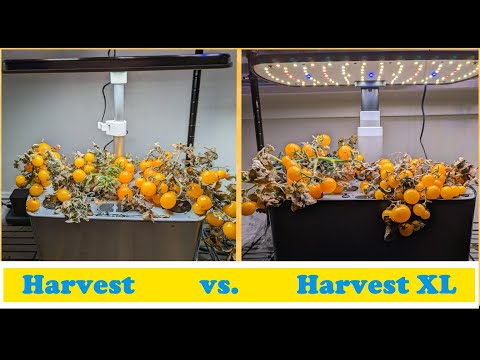 Harvest Vs. Harvest XL Hydroponics - Side by side comparison with Orange Hat tomatoes