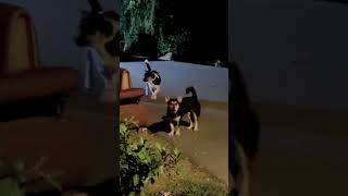 Dog Bark #doglife