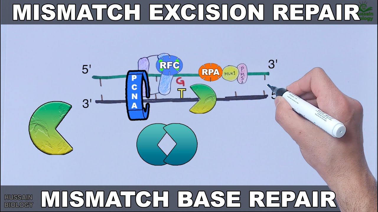 Mismatch Excision Repair in Eukaryotes