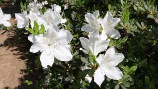 preview picture of video 'Rododendronok a Jeli Arborétumban'