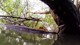 Aratu em atividade durante a maré alta
