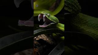 Crazy Facts About Animals 🐸🦘 | Amazing Facts | Random Facts | Mind Blowing Facts in Hindi