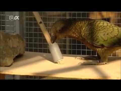 Altruismus bei den Keas Intelligente Vögel nano