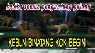 preview picture of video 'trip kebun binatang mangkang sore hari setelah sepi pengunjung'