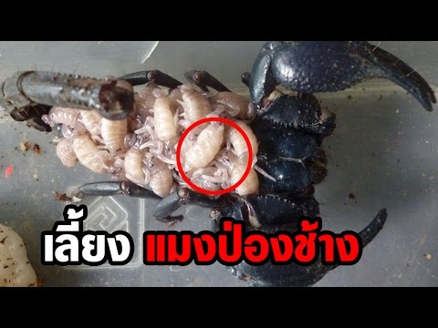 สิ่งที่ระเบียบมีความแข็งแรง น้ำมันยี่หร่าสีดำจาก potencies