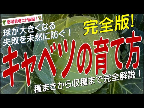 カリフラワーの隣に何を植えるか観賞用の芳香野菜植物