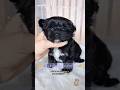 Morkie dogs for sale: Korean Moana - Video 1