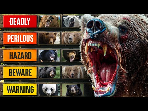 The deadliest bears on the planet