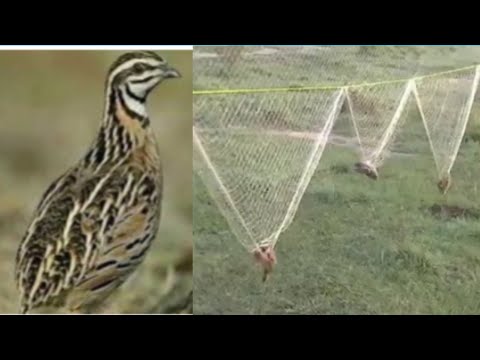 batair ki awaz new volume 2026  Batair ki awaz subah shikar k leye Bater ki Voice part 3