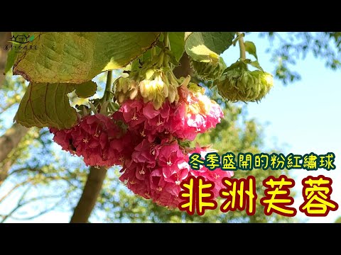 非洲芙蓉