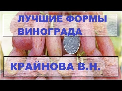 Виноград Крайнова В Н / Grapes Kraynova