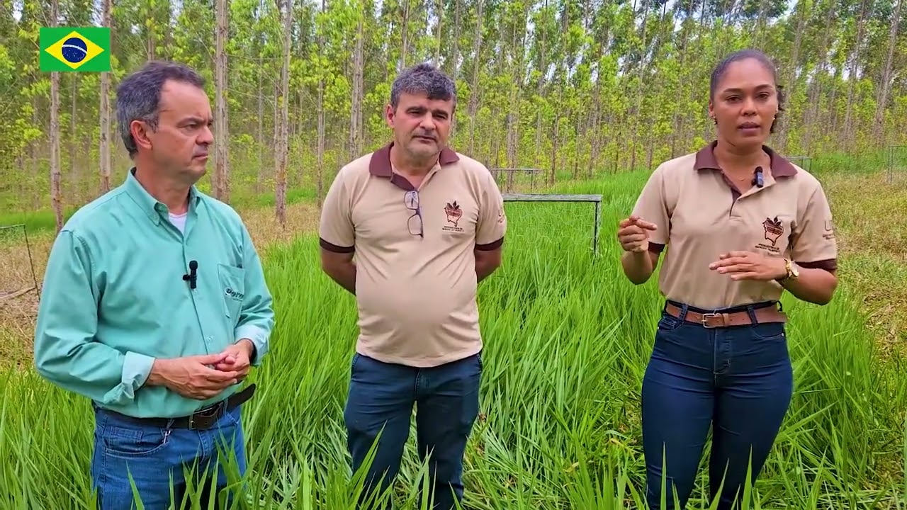 Sistema Integração Pecuária Floresta - Episódio 2