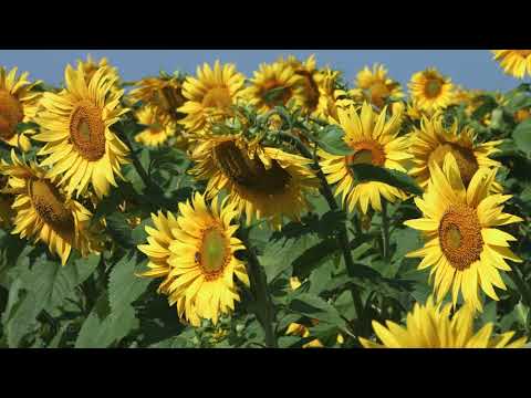 Sunflower Fields | Yellow Sunflowers in 4K/UHD Relax Video 1 Hour Nature Sounds