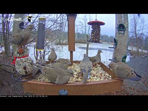 Mourning Doves Take Over Platform Feeder In Ithaca, New York – Jan 23, 2017