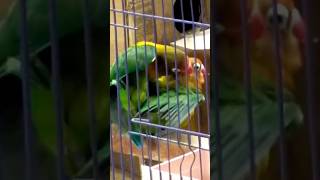 Download lagu Suara Lovebird Kawin Merangsang Birahi #shorts #shortsvideo #short #shortvideo #kicaulovebird mp3 Download lagu Suara Lovebird Kawin Merangsang Birahi #shorts #shortsvideo #short #shortvideo #kicaulovebird mp3