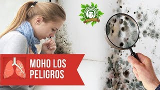 10 Señales De Que Puedes Estar Sufriendo De Una Enfermedad Relacionada Con El Moho en tu casa