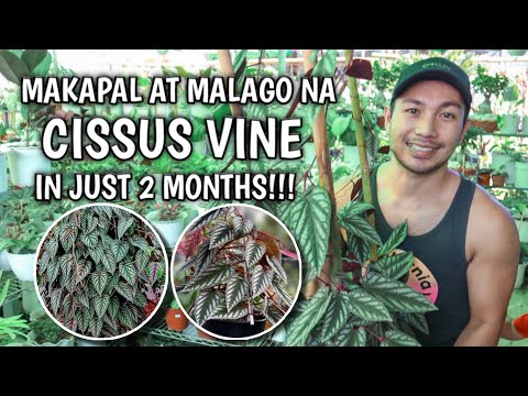 , title : 'FAST AND EASY WAY TO HAVE A BUSHIER AND HEALTHIER CISSUS VINE!