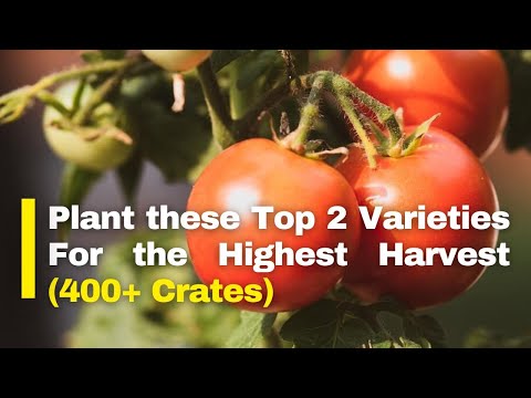 The Best Time to Plant Tomatoes in Kenya Tomato Farming in Kenya