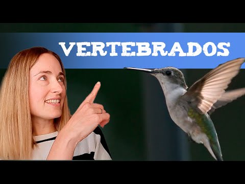 VERTEBRATE ANIMALS FOR CHILDREN (Classification and EXAMPLES)