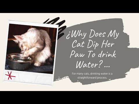 🐱💧 ¿Why Does My Cat Dip Her Paw To drink Water? 💧