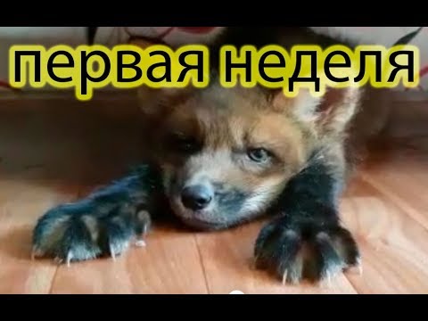 Первые дни Лисенка и адаптация в новом доме. (Лисенок Мики 1-я неделя)